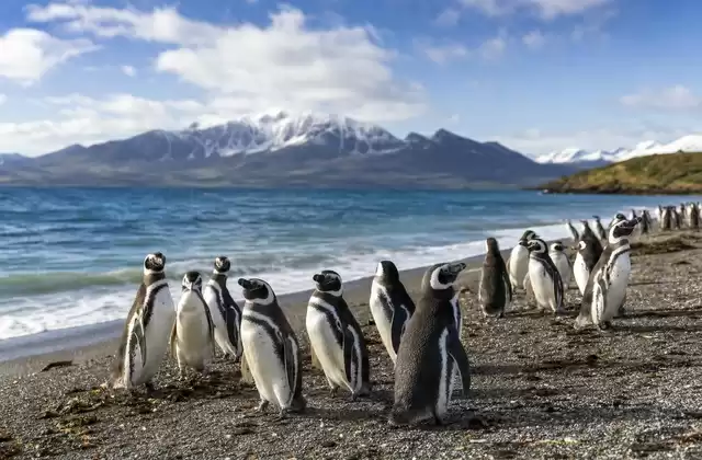Punta Arenas