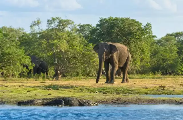 Yala National Park