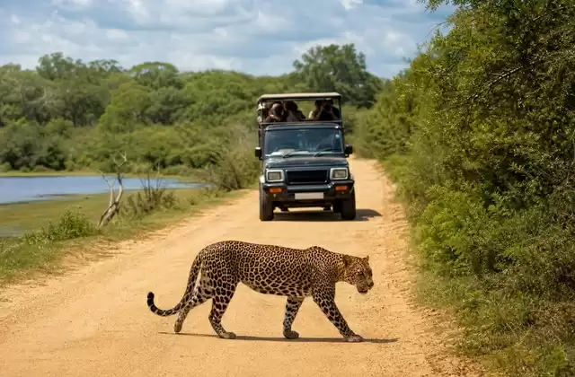 Yala National Park