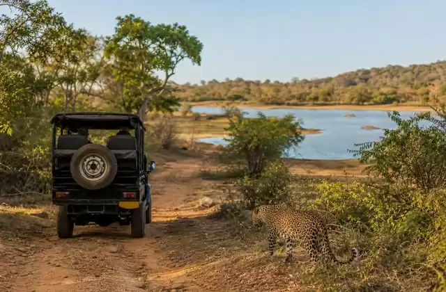Yala National Park